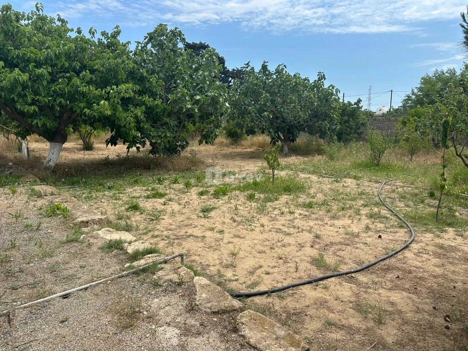 Torpaq, Dübəndi q., Dübəndi bağları, Xəzər rayonu — şəkil 2