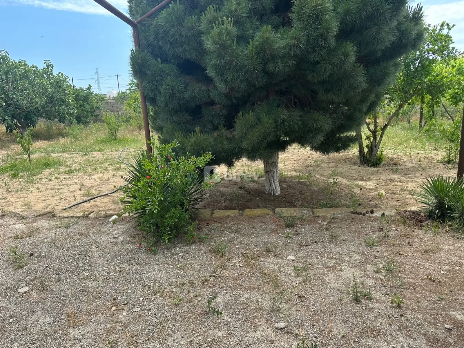 Torpaq, Dübəndi q., Dübəndi bağları, Xəzər rayonu — şəkil 4