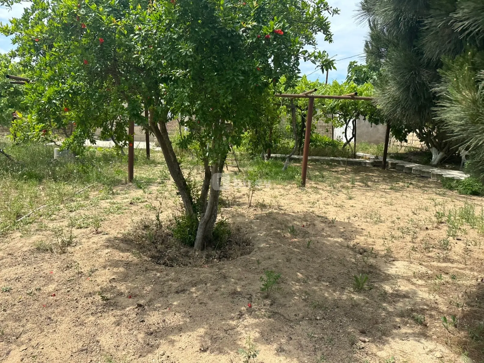 Torpaq, Dübəndi q., Dübəndi bağları, Xəzər rayonu — şəkil 6