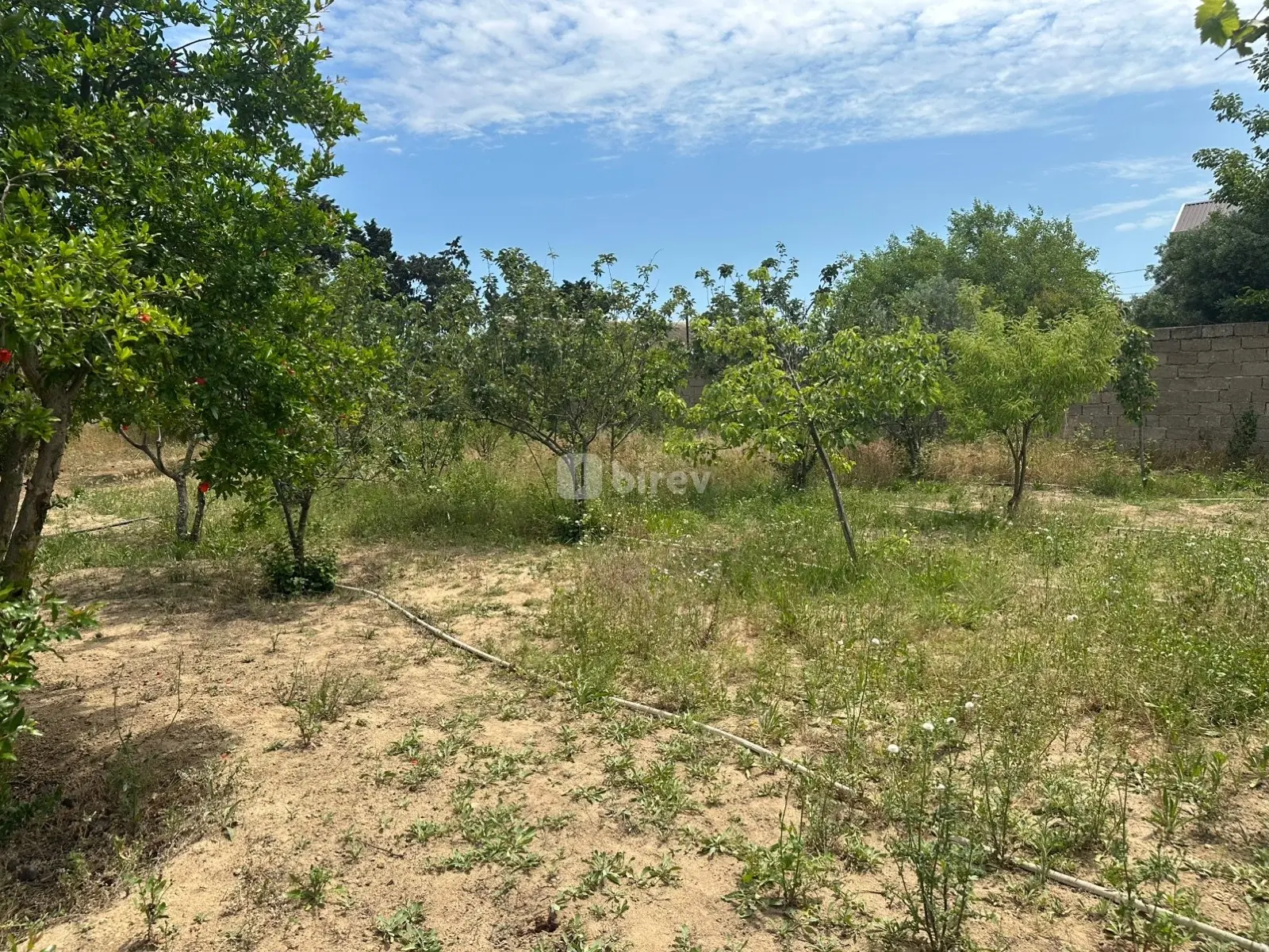 Torpaq, Dübəndi q., Dübəndi bağları, Xəzər rayonu — şəkil 8