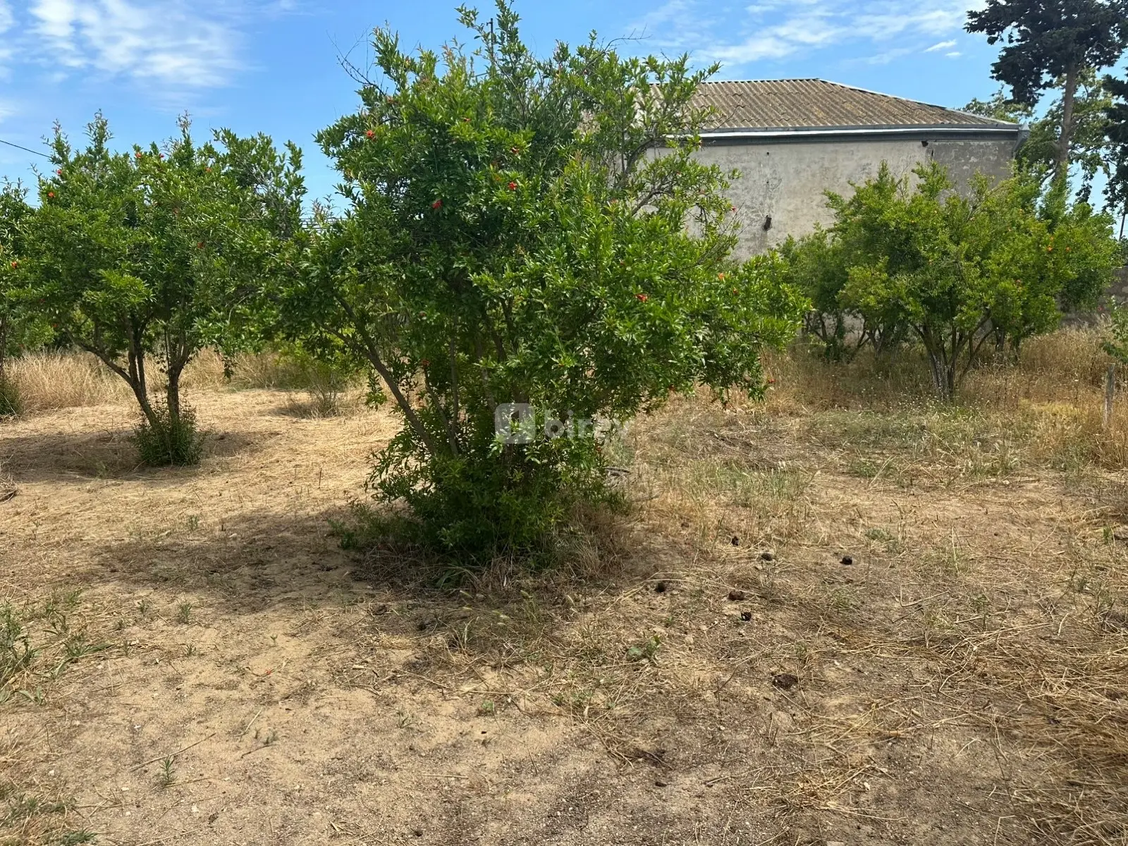 Torpaq, Dübəndi q., Dübəndi bağları, Xəzər rayonu — şəkil 11