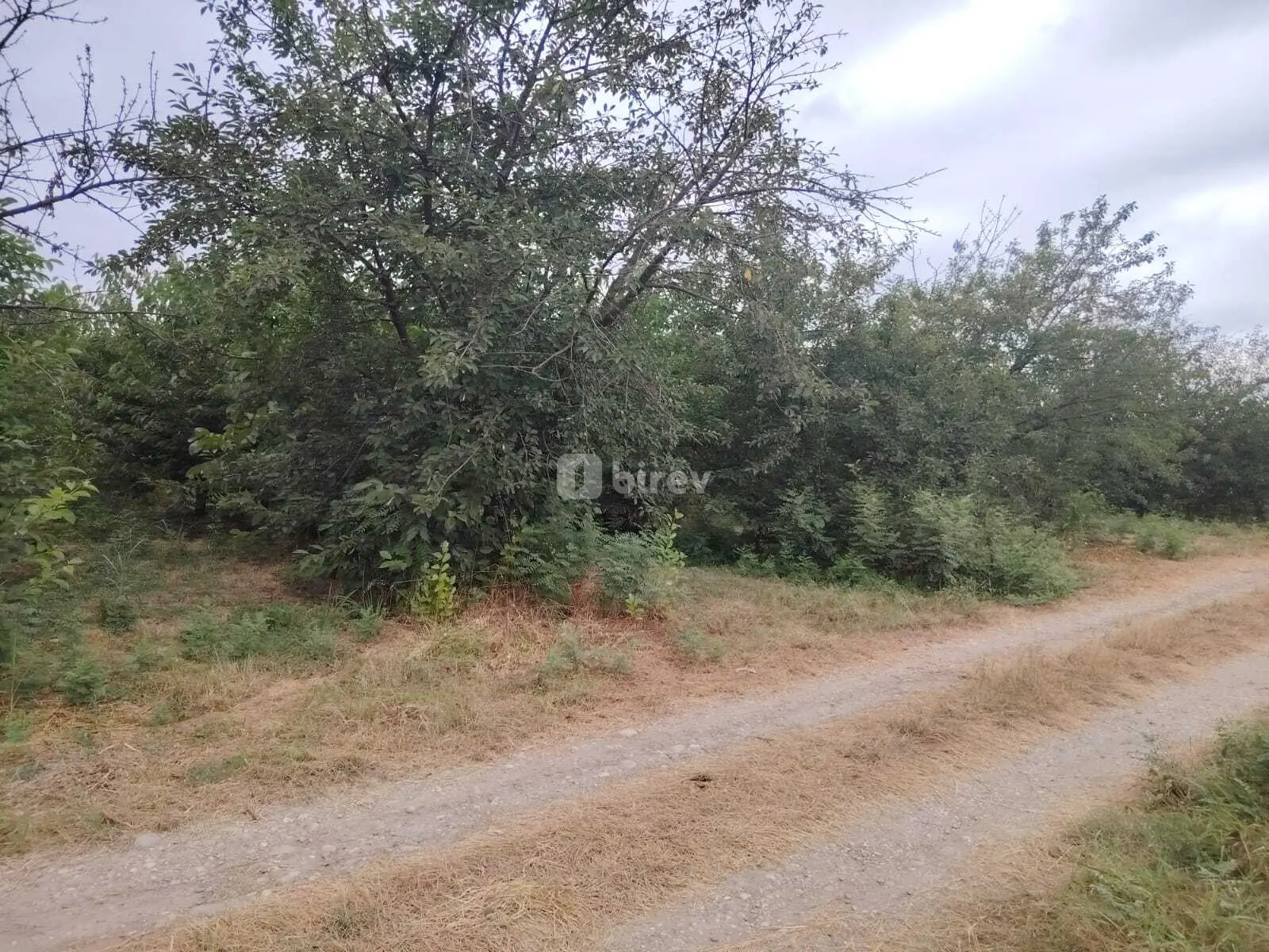 Torpaq, Quba, Atuc kəndi — şəkil 4