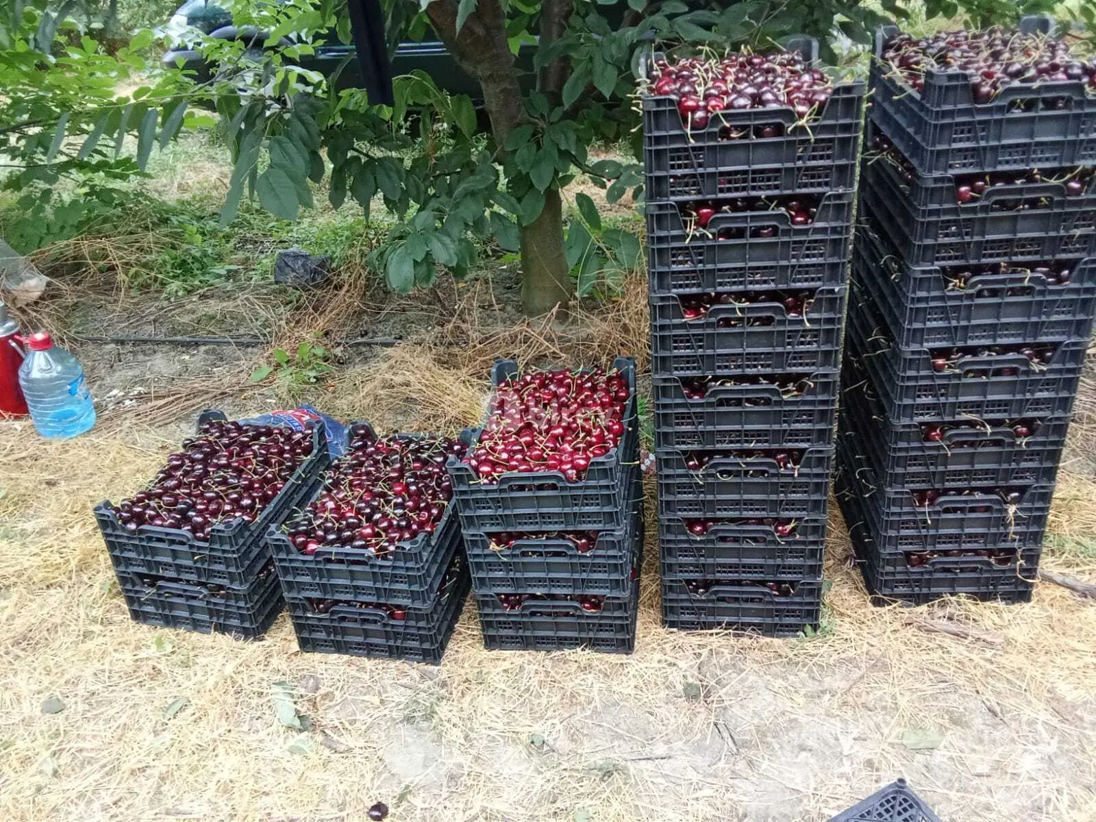 Torpaq, Quba, Atuc kəndi — şəkil 5