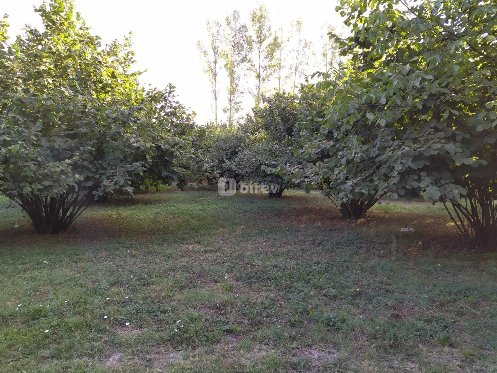 28 sot torpaq, Qəbələ rayonu, Mirzəbəyli kəndi — şəkil 2