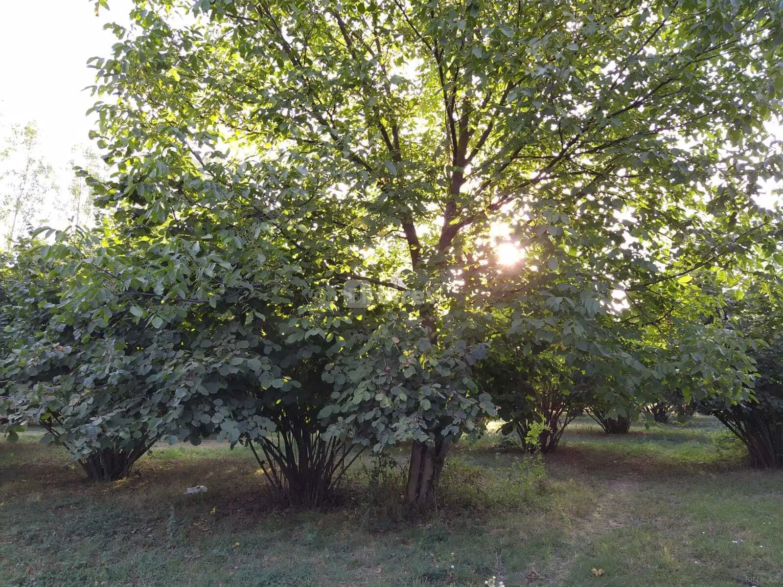 28 sot torpaq, Qəbələ rayonu, Mirzəbəyli kəndi — şəkil 3