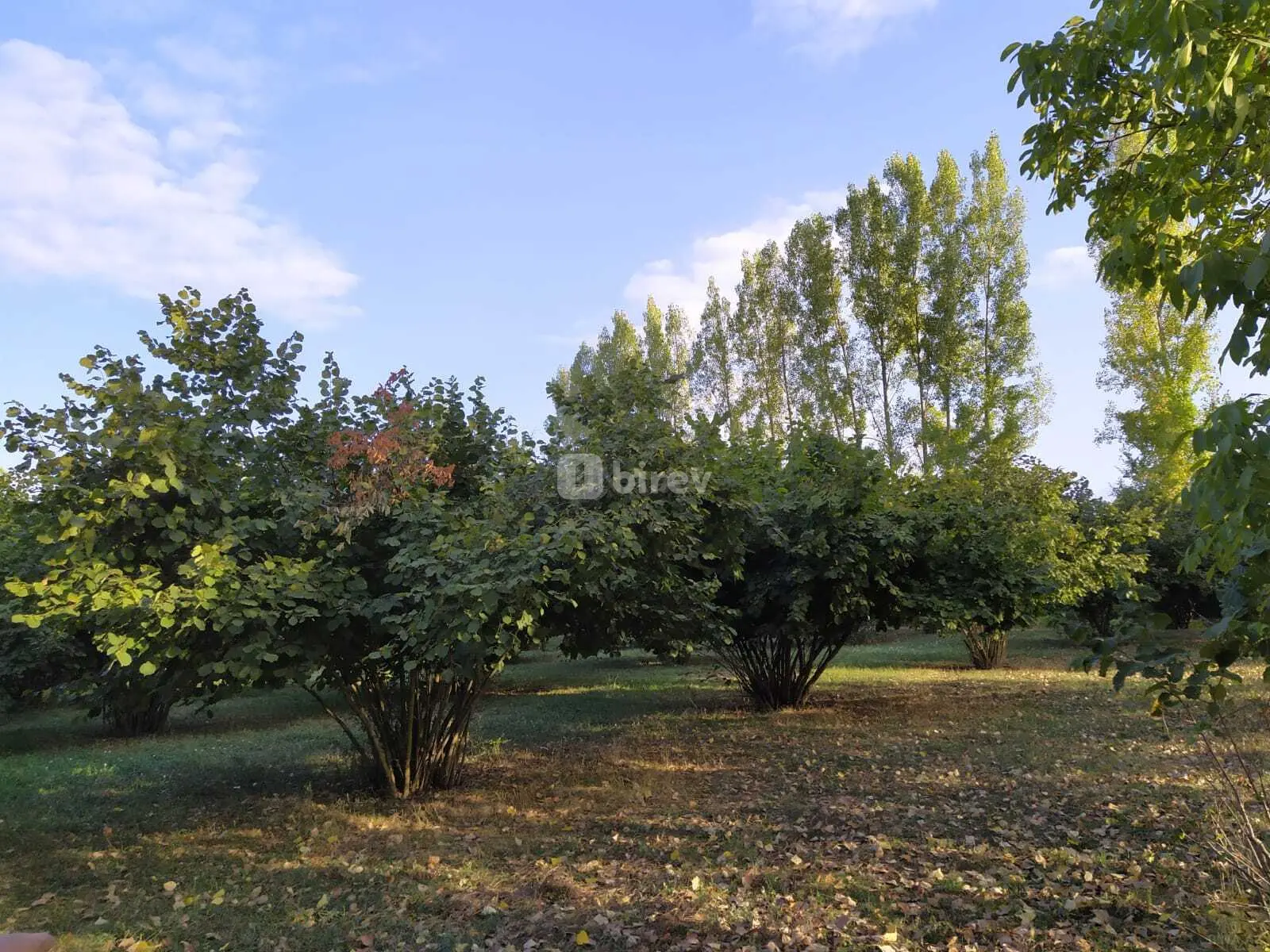 28 sot torpaq, Qəbələ rayonu, Mirzəbəyli kəndi — şəkil 4