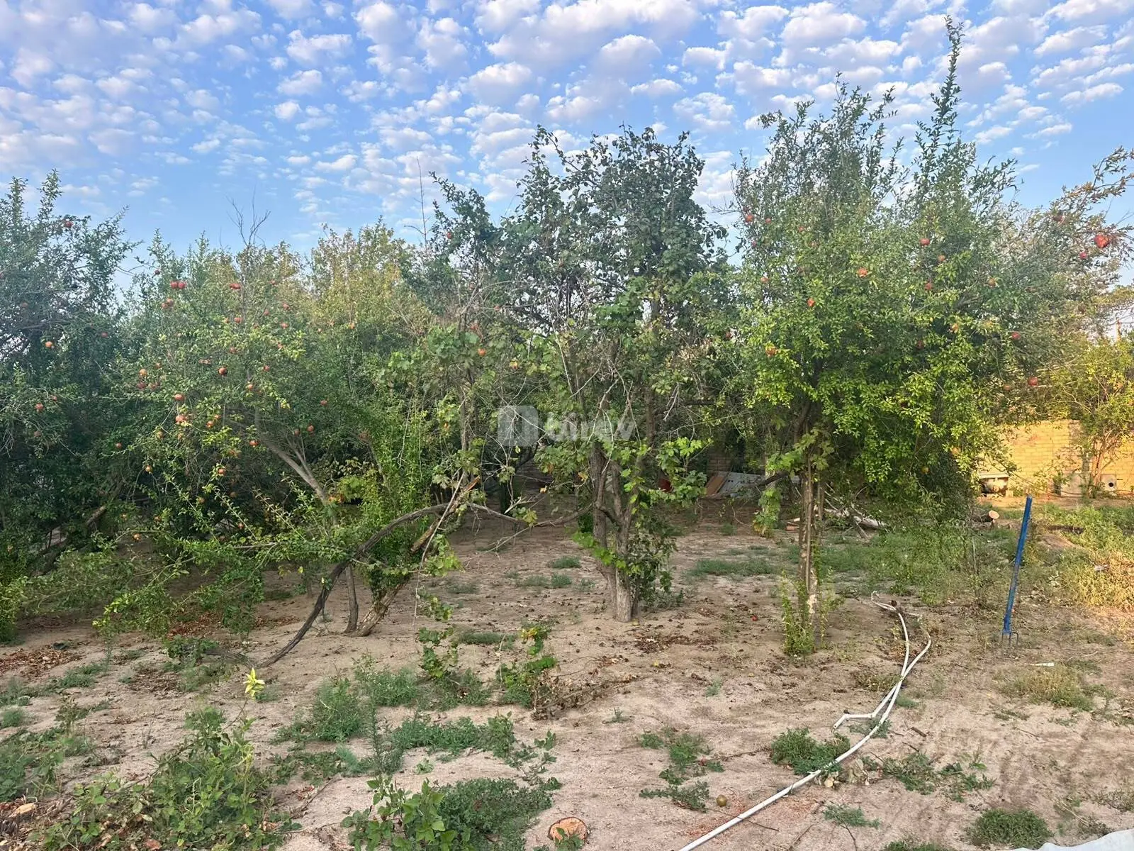 3 sot torpaq, Novxanı q., Novxanı bağları, Abşeron rayonu — şəkil 4