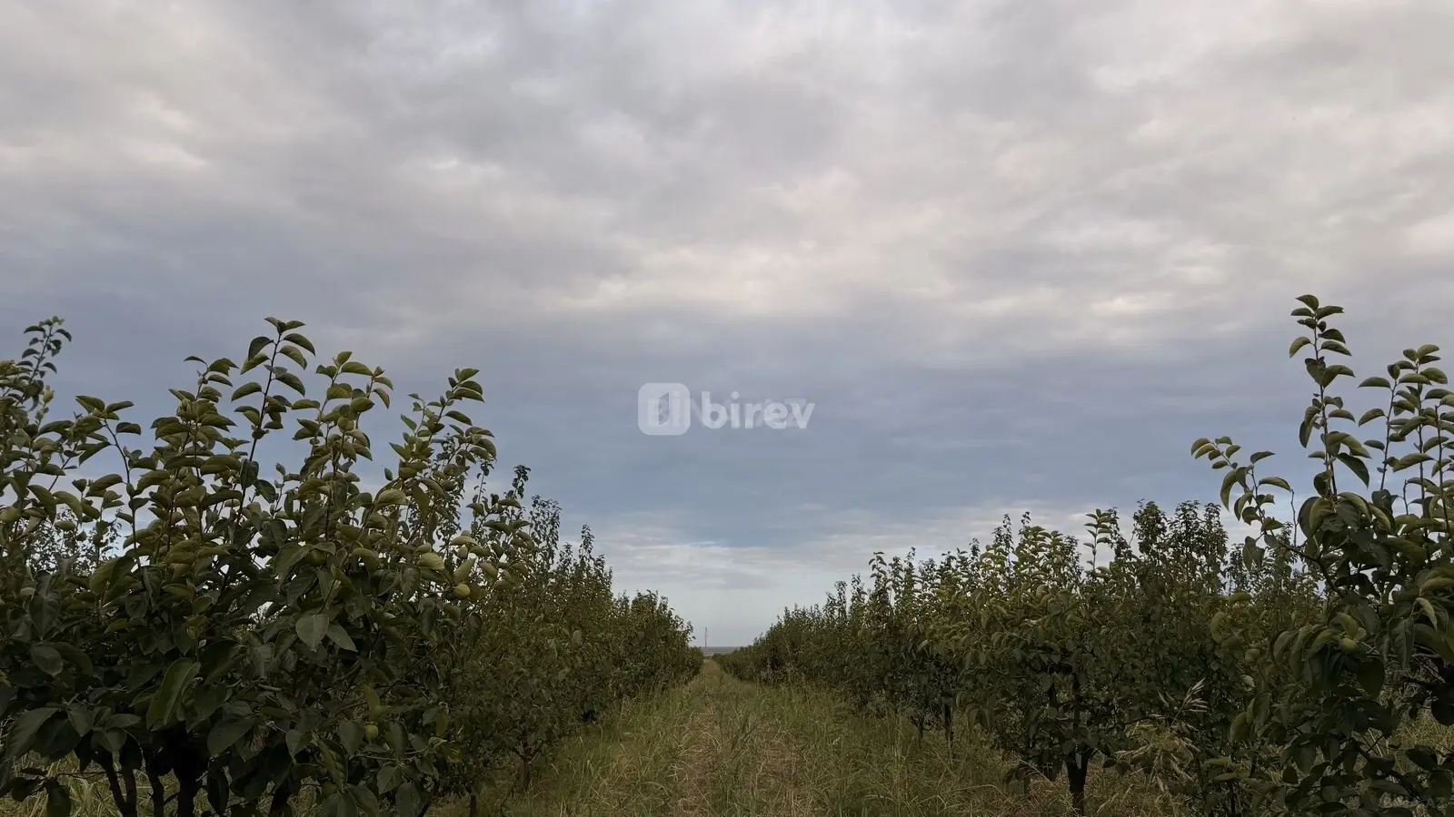 311 sot torpaq, Şabran rayonu, Gəndab qəsəbəsi — şəkil 2