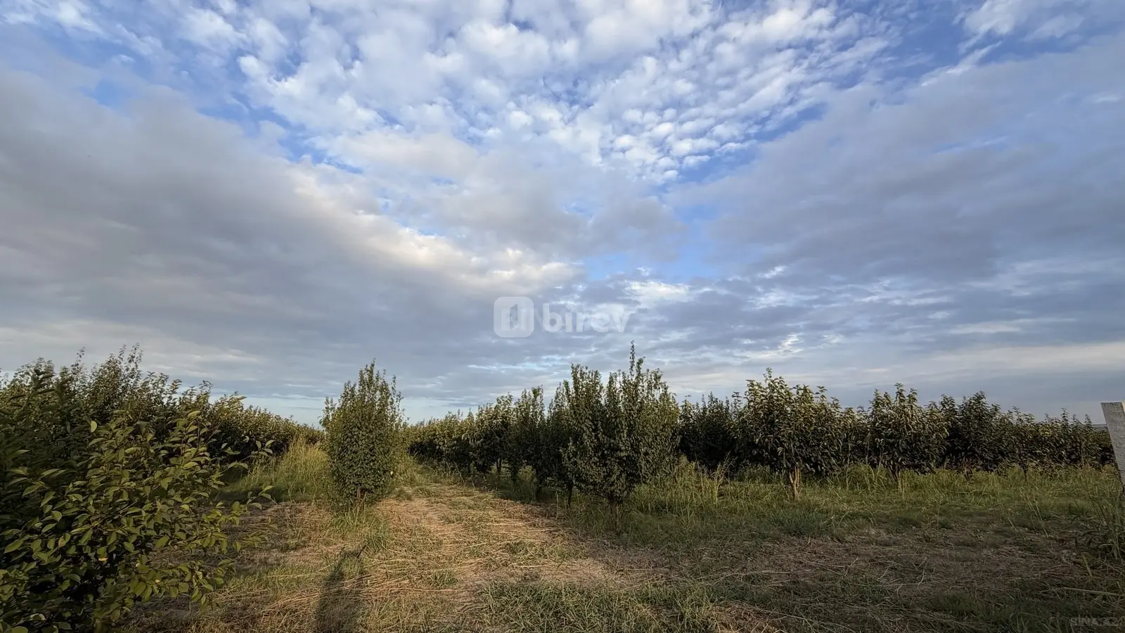 311 sot torpaq, Şabran rayonu, Gəndab qəsəbəsi — şəkil 3