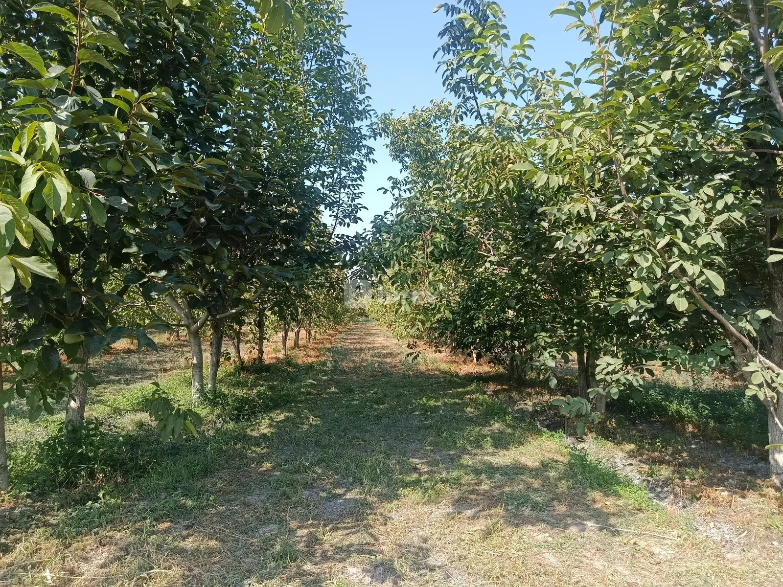 181 sot torpaq, Göyçay rayonu, Göyçay rayonu — şəkil 6