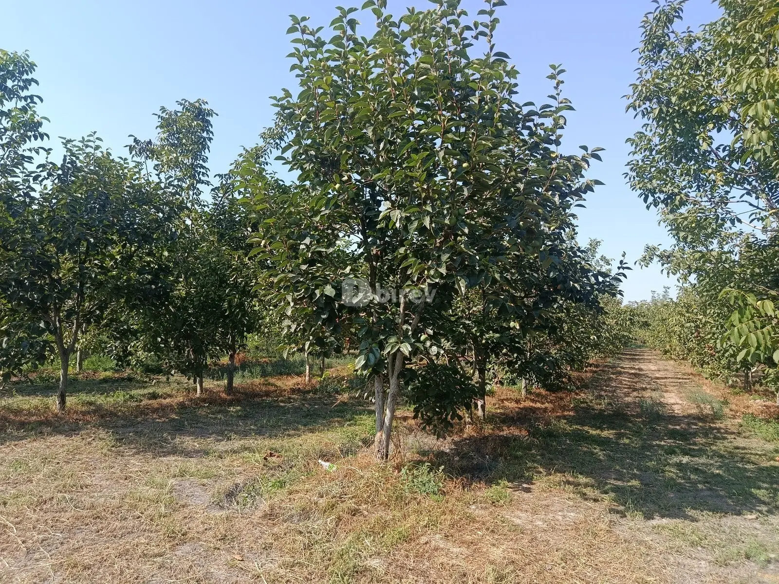 181 sot torpaq, Göyçay rayonu, Göyçay rayonu — şəkil 9