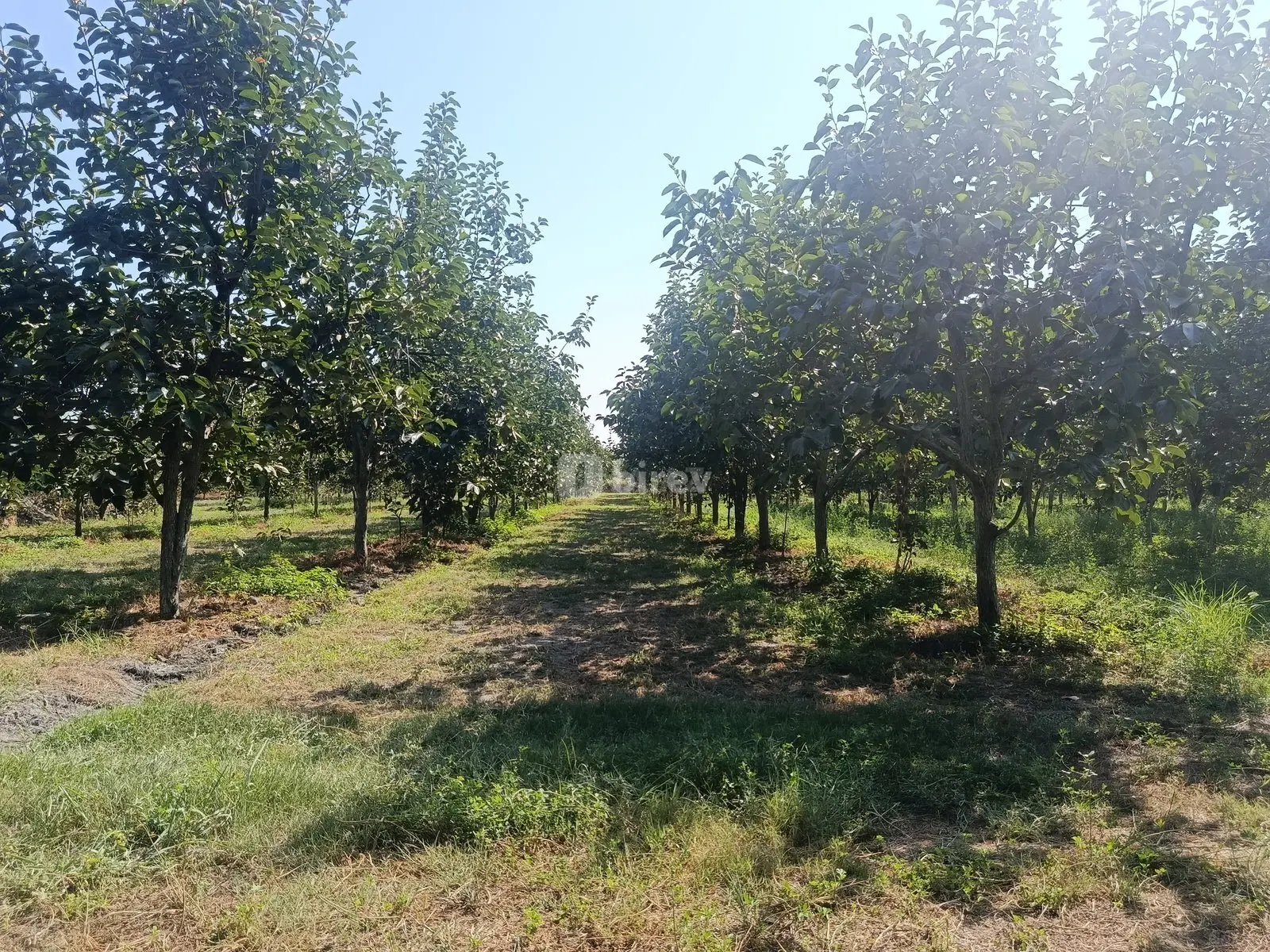 181 sot torpaq, Göyçay rayonu, Göyçay rayonu — şəkil 15