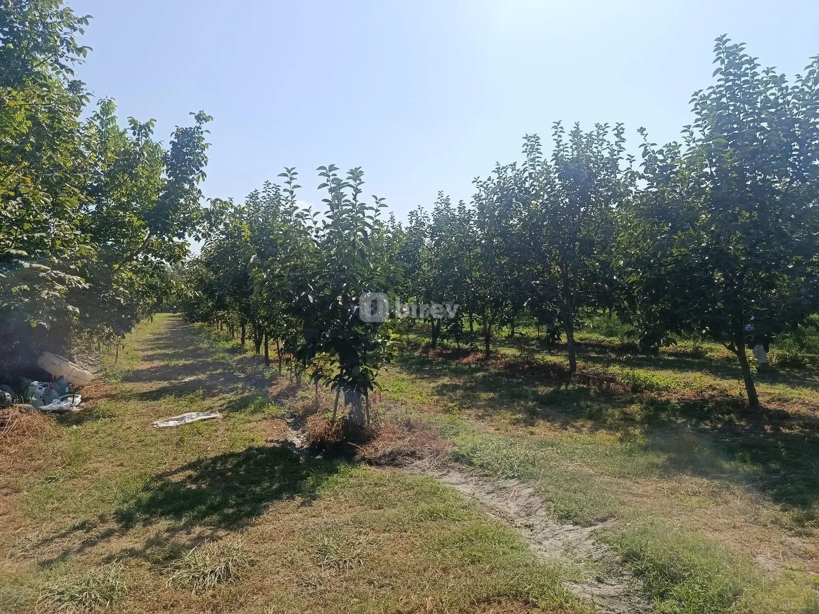 181 sot torpaq, Göyçay rayonu, Göyçay rayonu — şəkil 18