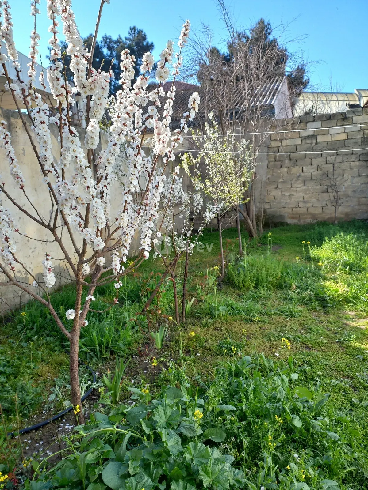 2 otaqlı həyət evi, Binəqədi rayonu, Baharlı küçəsi, Bakı şəhəri — şəkil 1