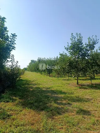 181 sot torpaq, Göyçay rayonu, Göyçay r.