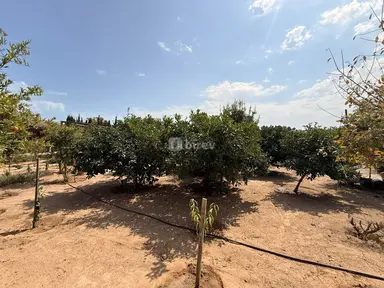 5 sot torpaq, Şüvəlan q.