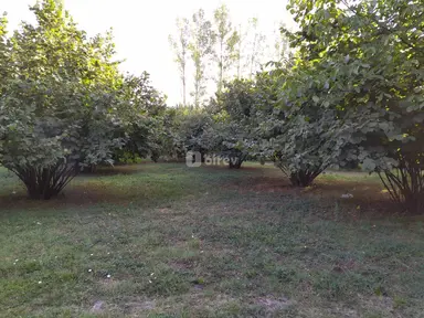 28 sot torpaq, Qəbələ rayonu, Qəbələ r.