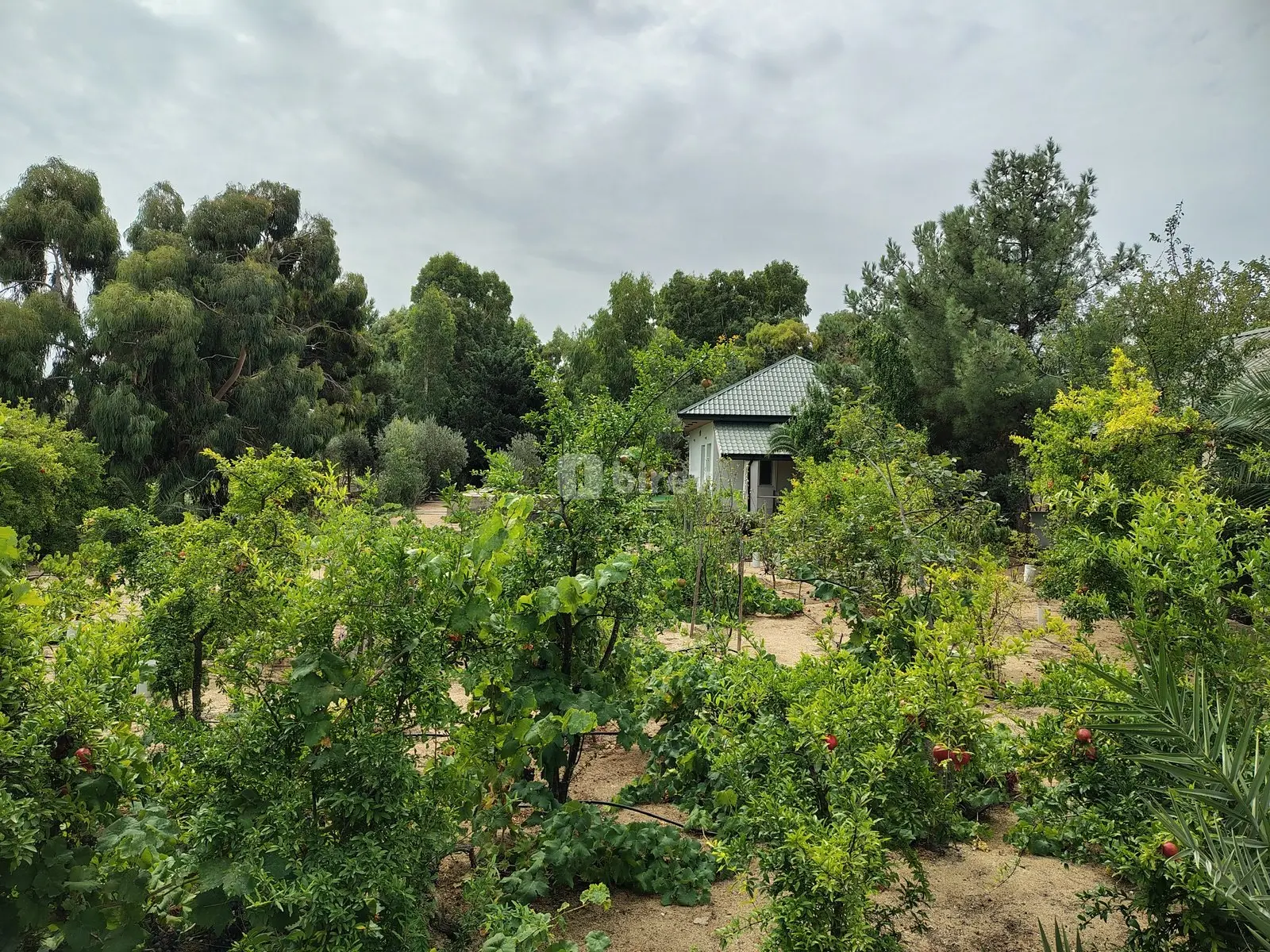 7 otaqlı həyət evi, Nardaran q., M. Dilbazi 1134, Sabunçu rayonu — şəkil 11