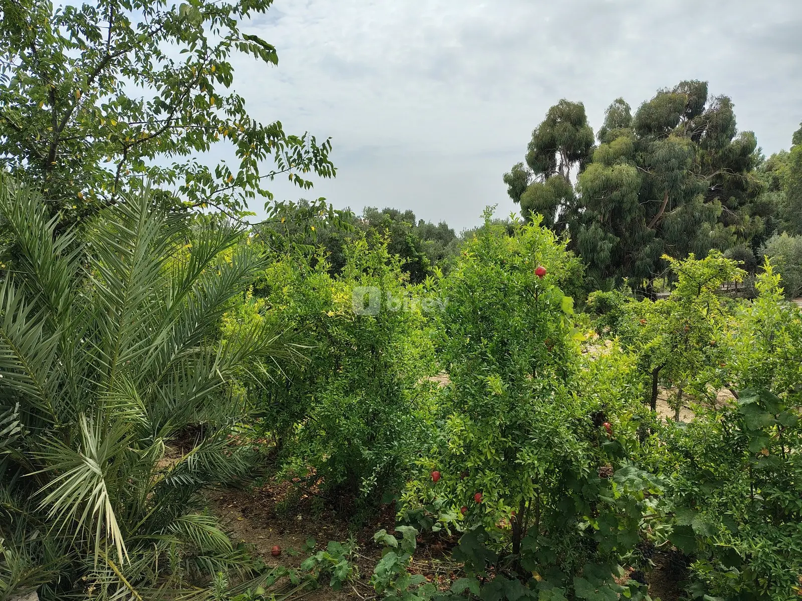 7 otaqlı həyət evi, Nardaran q., M. Dilbazi 1134, Sabunçu rayonu — şəkil 12