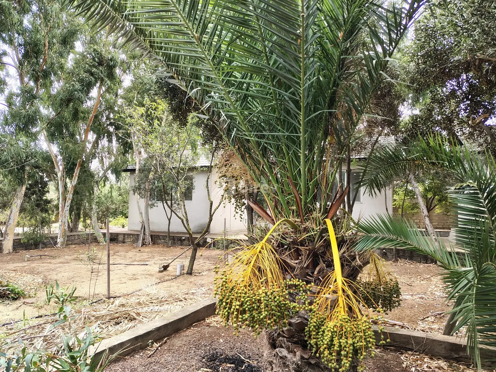 7 otaqlı həyət evi, Nardaran q., M. Dilbazi 1134, Sabunçu rayonu — şəkil 20