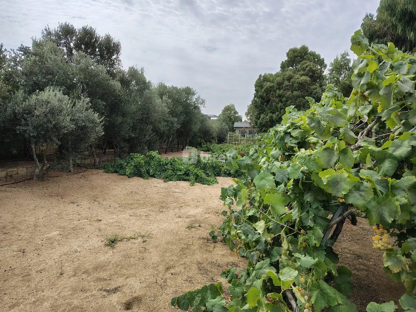 12 sot torpaq, Nardaran q., Nardaran qəsəbəsi, Sabunçu rayonu — şəkil 3