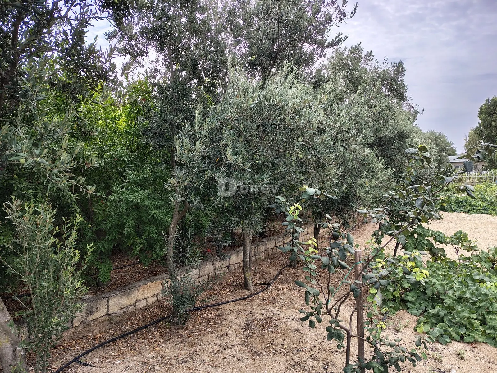 12 sot torpaq, Nardaran q., Nardaran qəsəbəsi, Sabunçu rayonu — şəkil 4