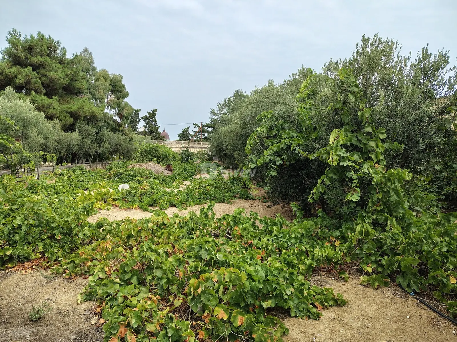 12 sot torpaq, Nardaran q., Nardaran qəsəbəsi, Sabunçu rayonu — şəkil 6