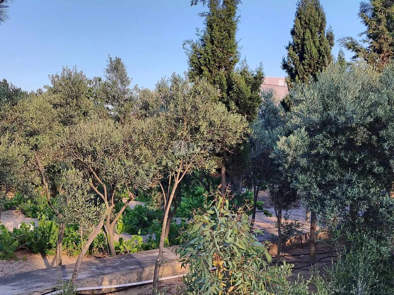 44 sot torpaq, Nardaran q., Mirvari Dilbazi küçəsi 1134, Sabunçu rayonu — şəkil 27