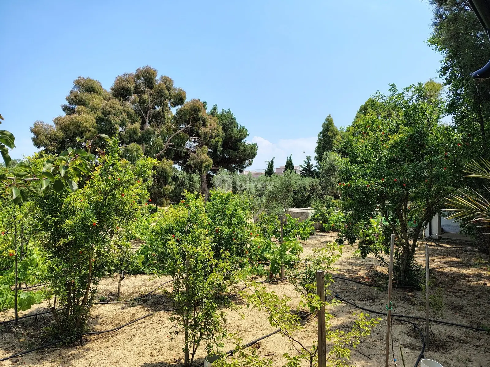 44 sot torpaq, Nardaran q., Mirvari Dilbazi küçəsi 1134, Sabunçu rayonu — şəkil 28