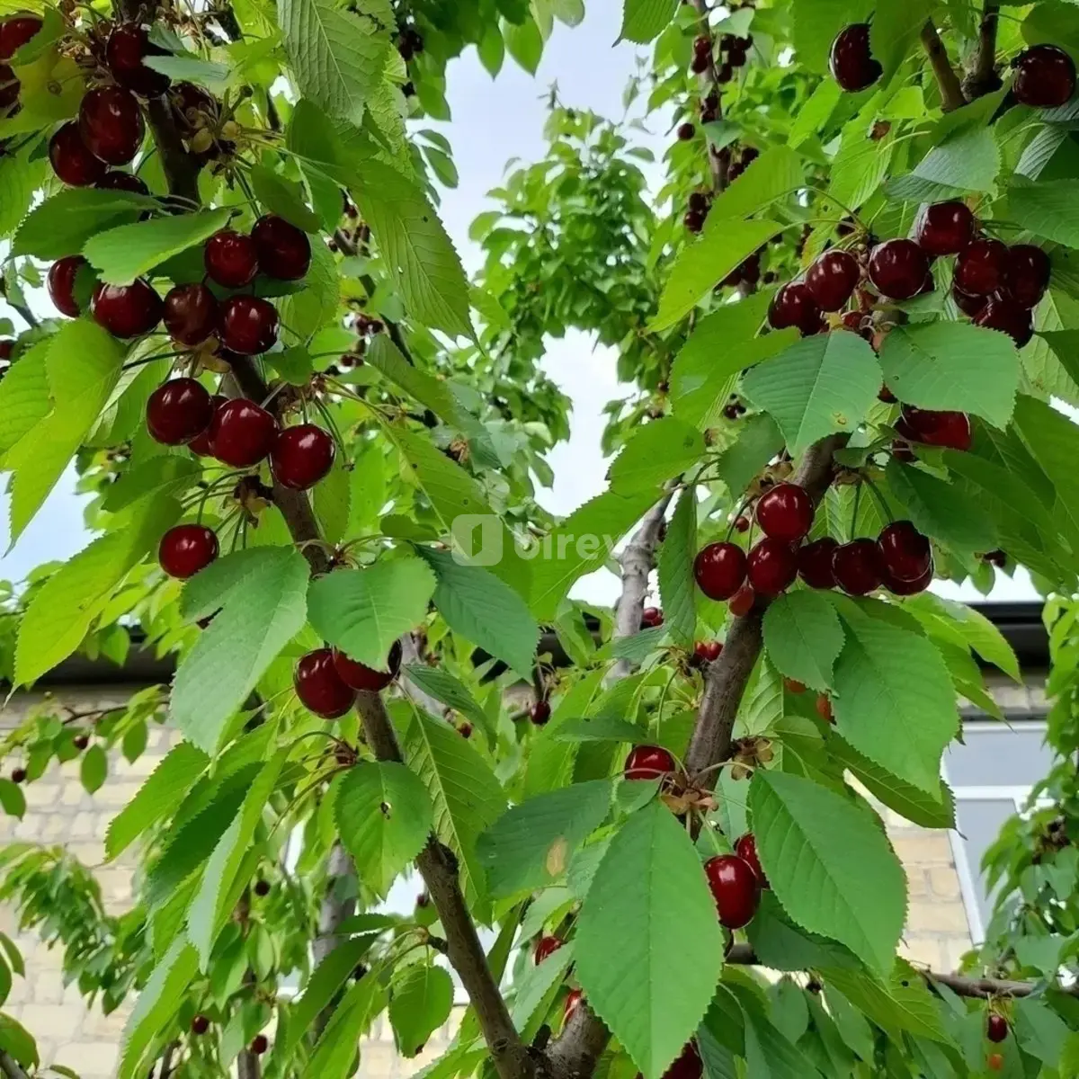 3 otaqlı həyət evi, Qusar rayonu, Qusar r. — şəkil 8