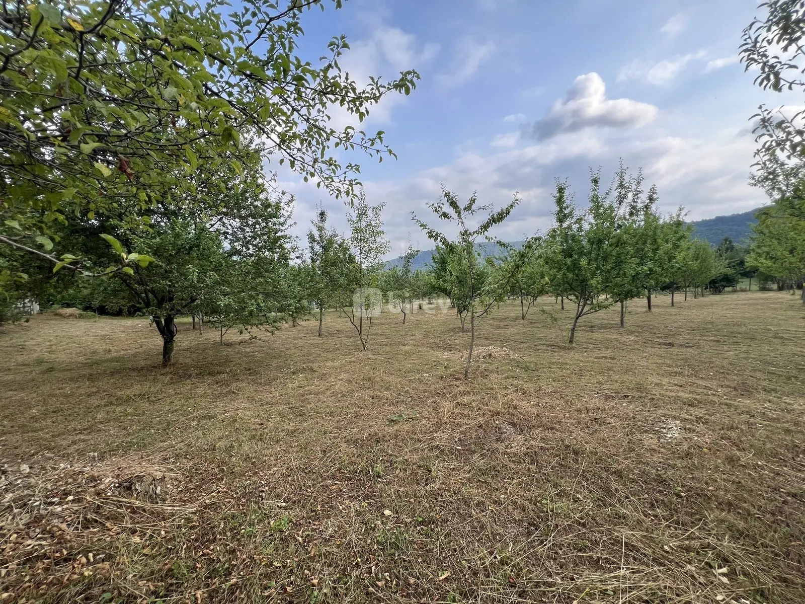 36 sot torpaq, İsmayıllı rayonu, Qalacıq kəndi — şəkil 7