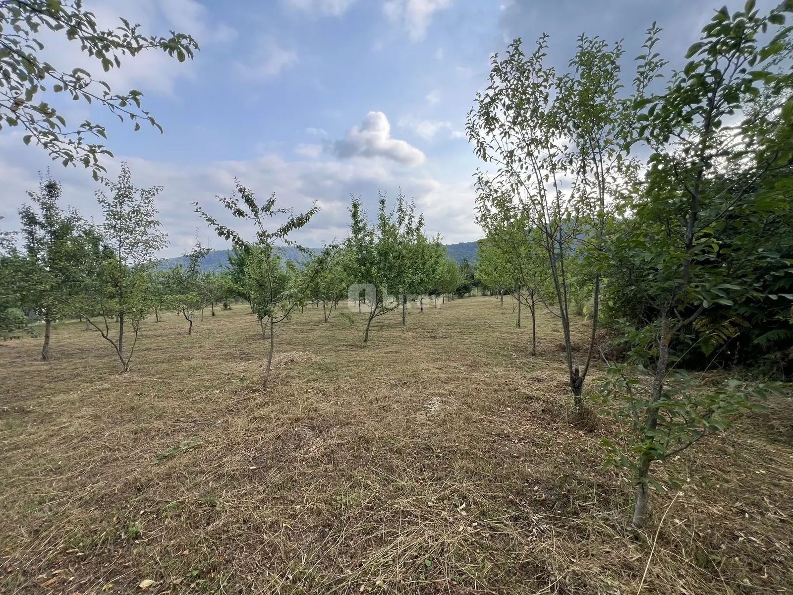 36 sot torpaq, İsmayıllı rayonu, Qalacıq kəndi — şəkil 8
