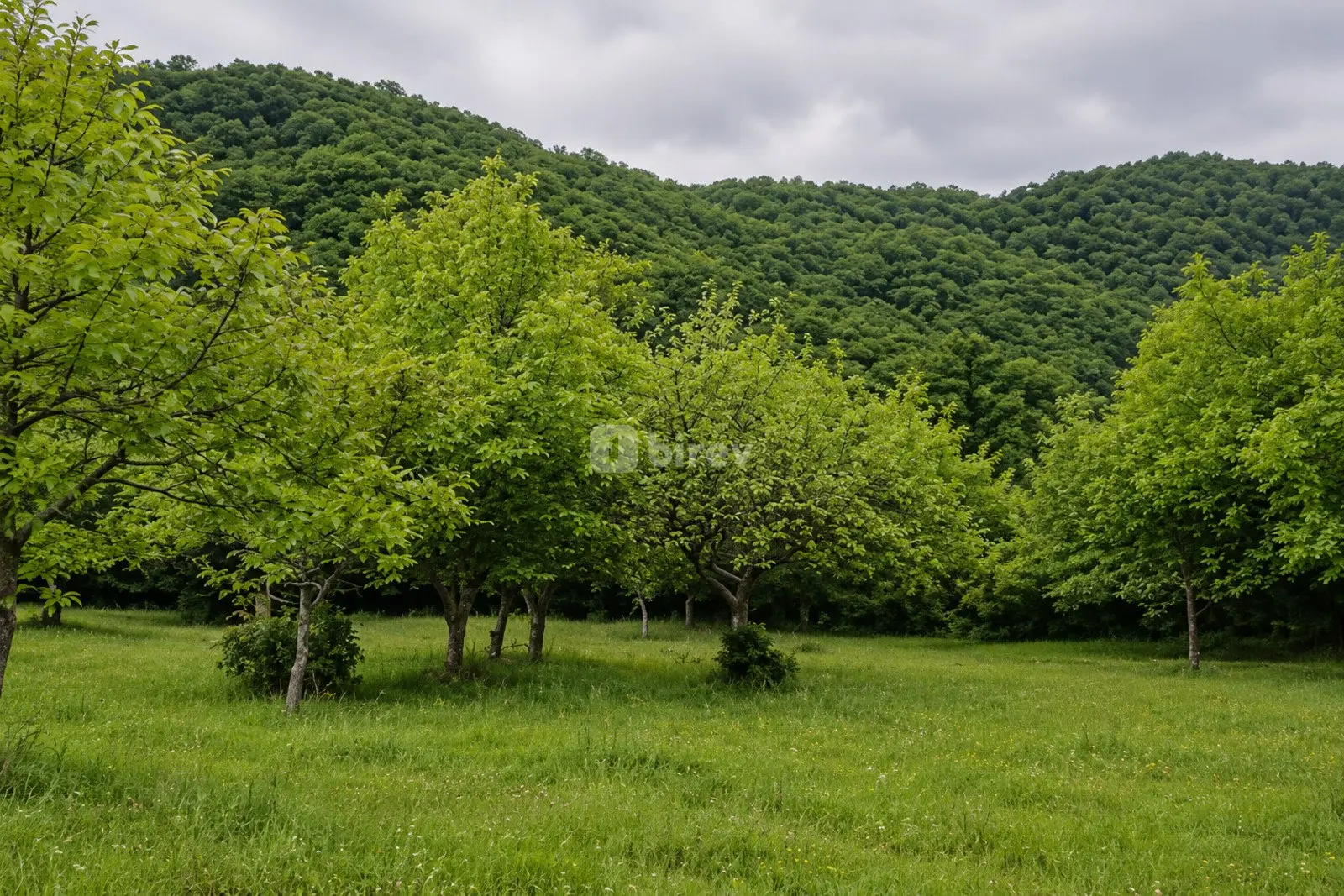 7 sot torpaq, Bum, Qəbələ rayonu, Qəbələ rayonu — şəkil 1