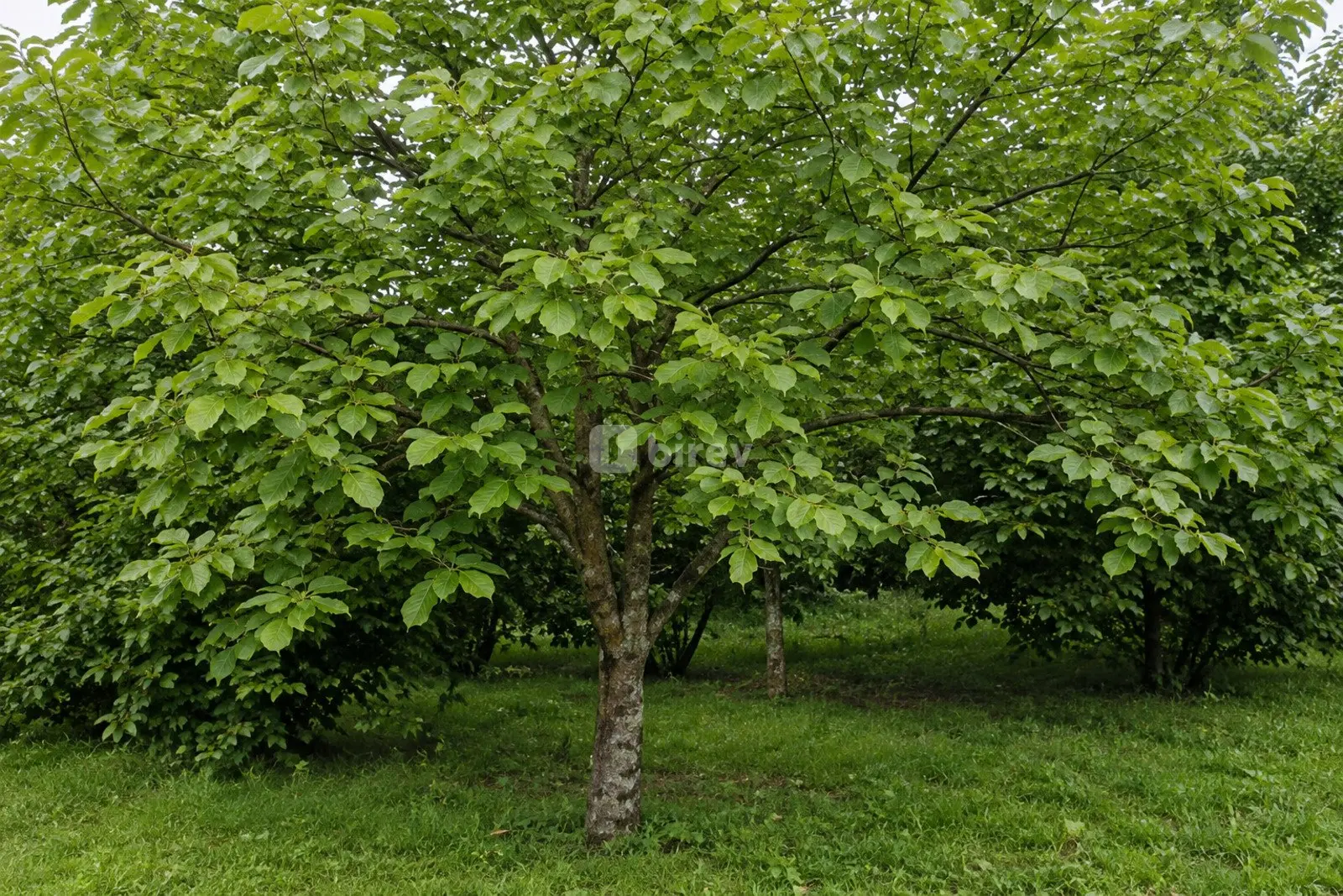 7 sot torpaq, Bum, Qəbələ rayonu, Qəbələ rayonu — şəkil 3