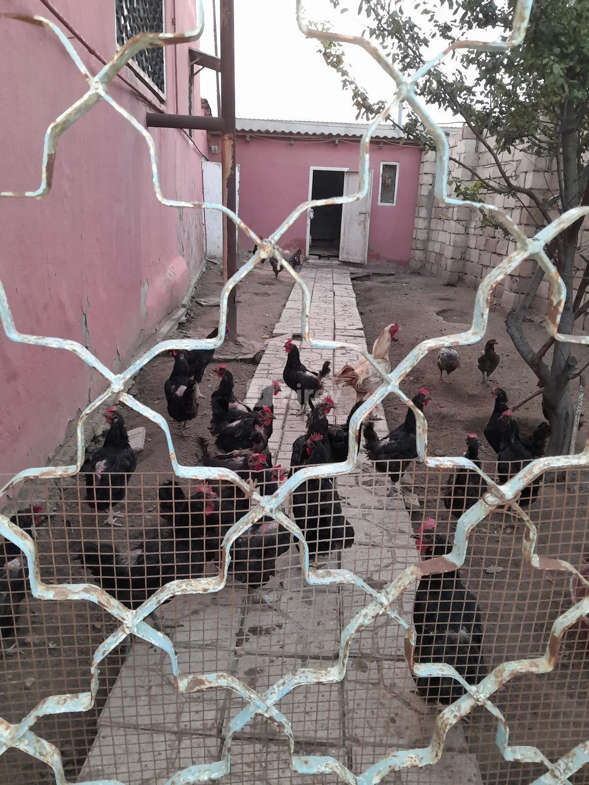 4 otaqlı həyət evi, Novxanı q., Novxanı qəsəbəsi, Abşeron rayonu — şəkil 13
