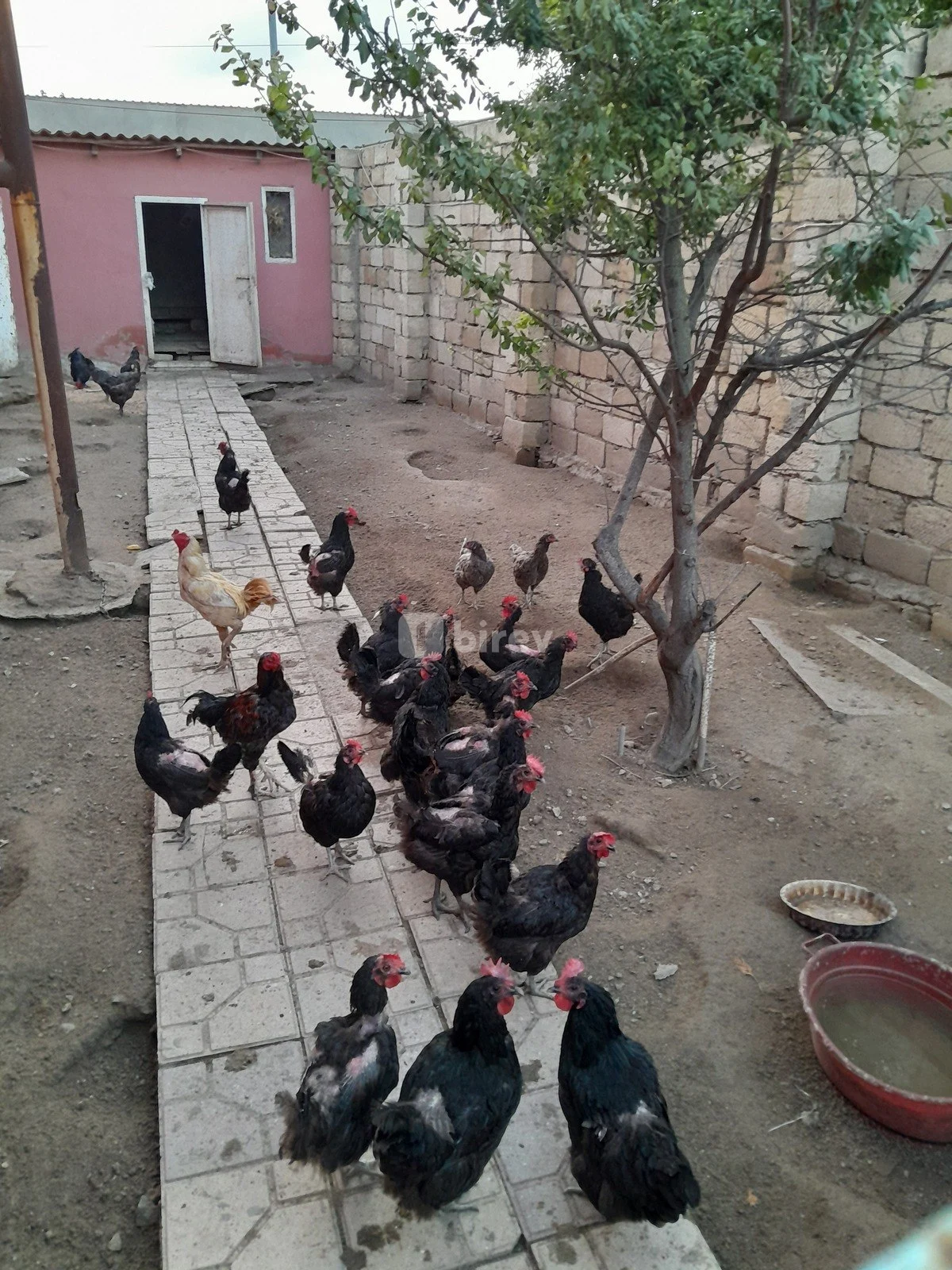 4 otaqlı həyət evi, Novxanı q., Novxanı qəsəbəsi, Abşeron rayonu — şəkil 16