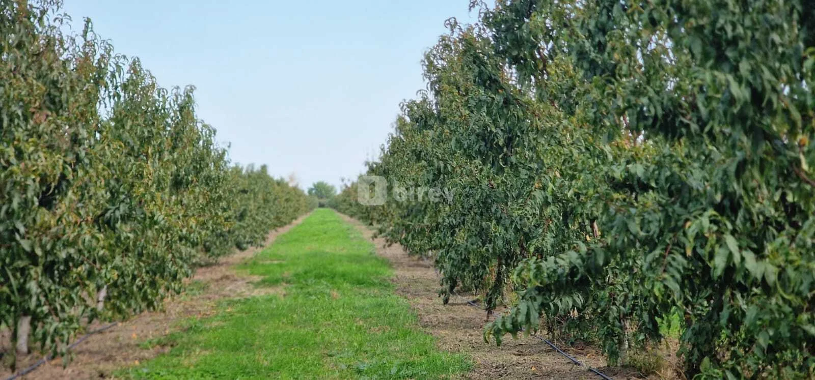 1100 sot torpaq, Xaçmaz rayonu, Çaxmaxlı kəndi — şəkil 16