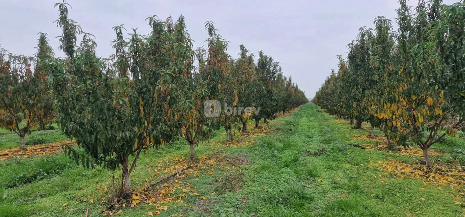 1100 sot torpaq, Xaçmaz rayonu, Çaxmaxlı kəndi — şəkil 21