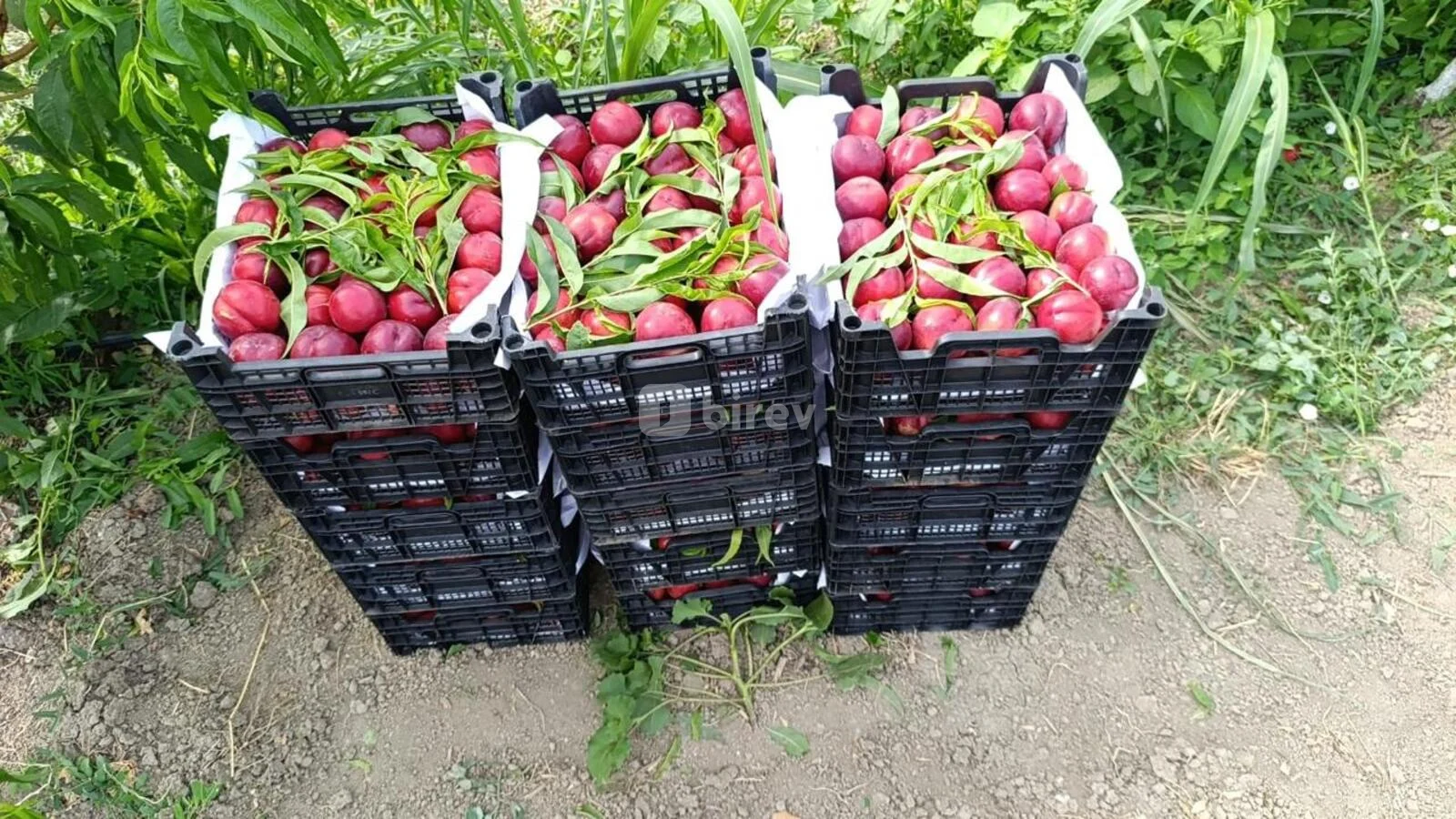 1100 sot torpaq, Xaçmaz rayonu, Çaxmaxlı kəndi — şəkil 23