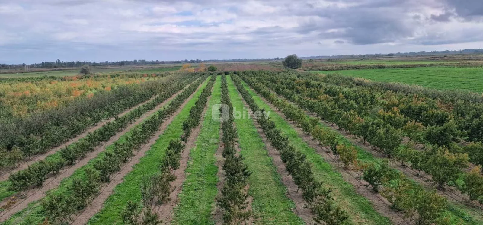 1100 sot torpaq, Xaçmaz rayonu, Çaxmaxlı kəndi — şəkil 24