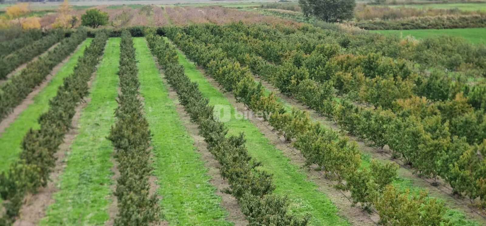 1100 sot torpaq, Xaçmaz rayonu, Çaxmaxlı kəndi — şəkil 26