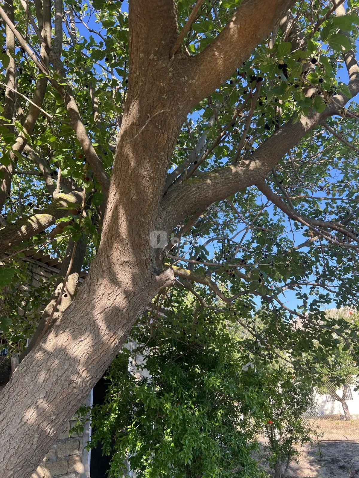 5 otaqlı həyət evi, Novxanı q., Novxanı bağ massivi, ev B-1224, Abşeron rayonu — şəkil 24