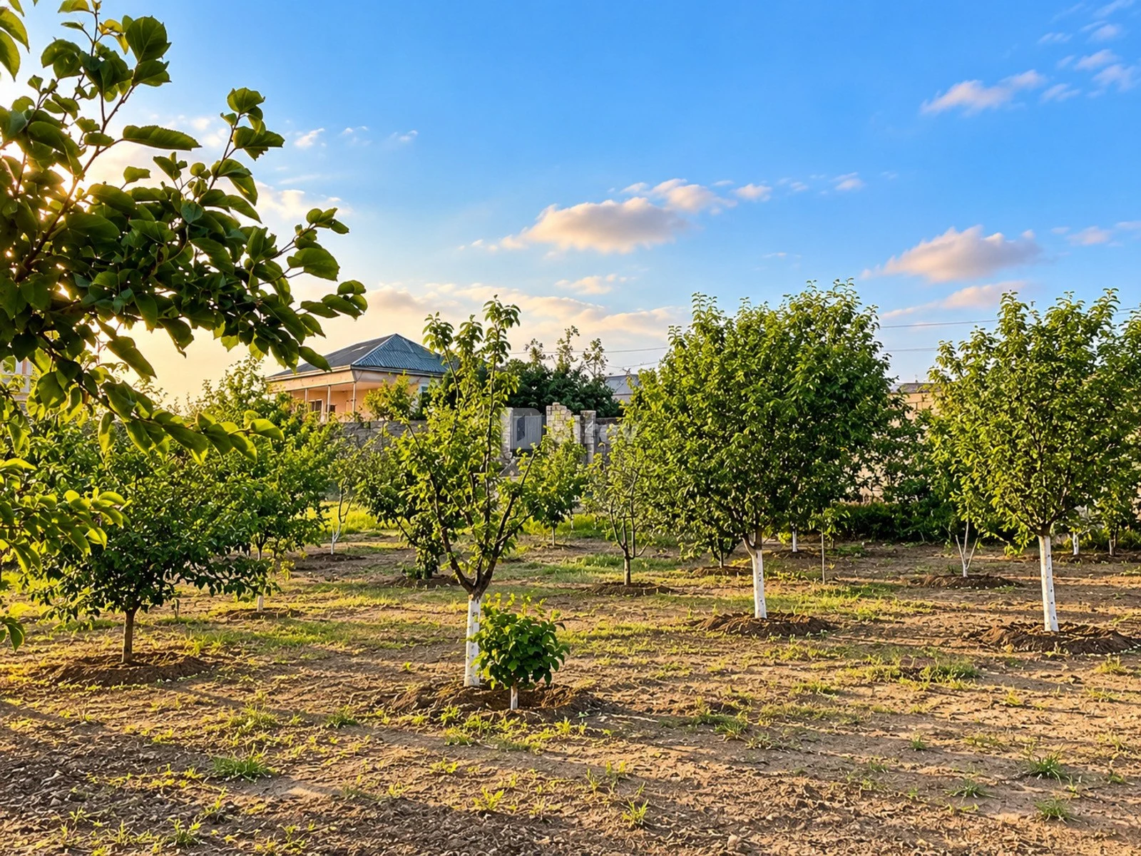 7 otaqlı həyət evi, Saray q., Saray qəsəbəsi, Abşeron rayonu — şəkil 6