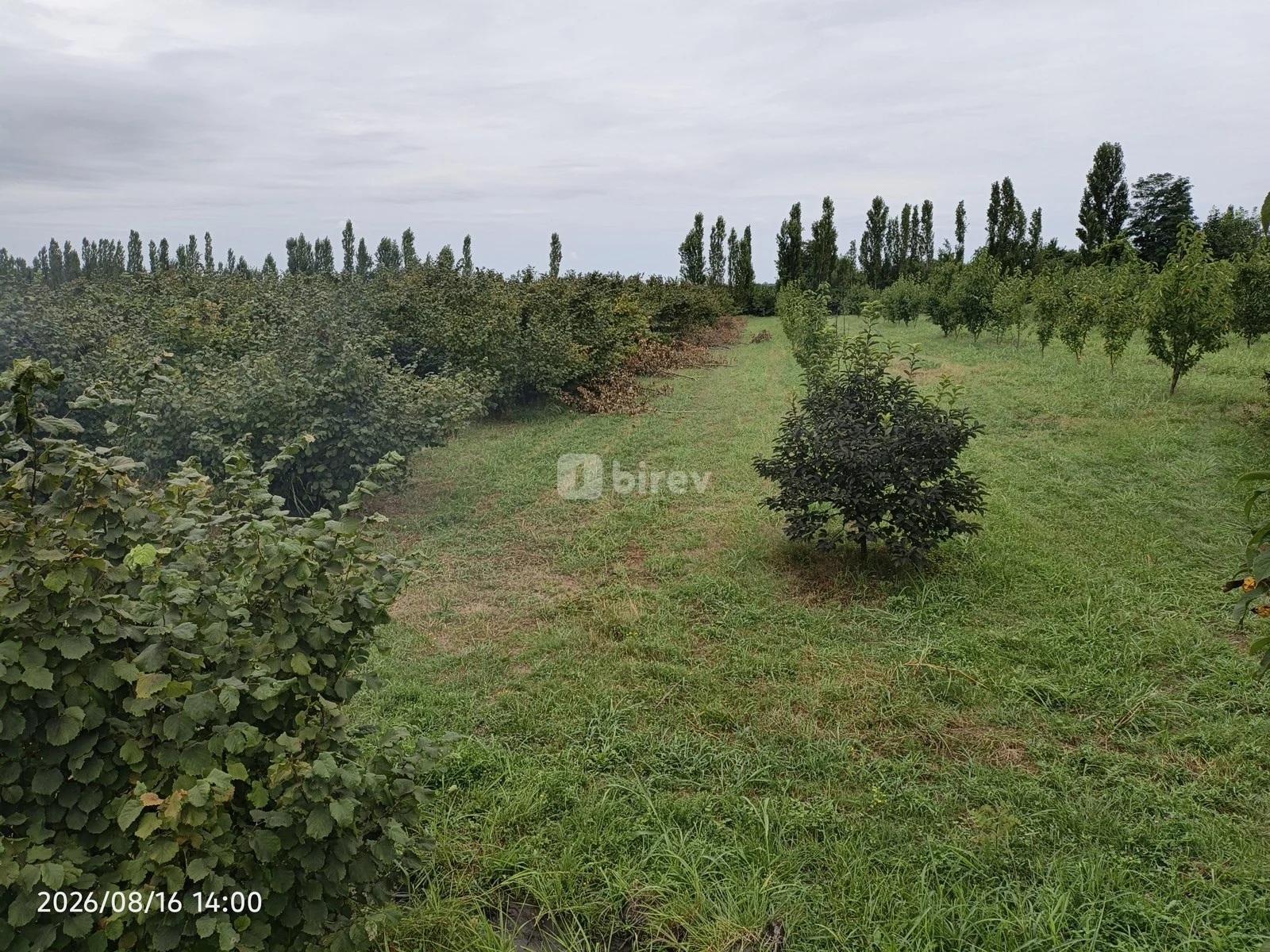241 sot torpaq, Xaçmaz rayonu, Çay kənarı kəndi — şəkil 3