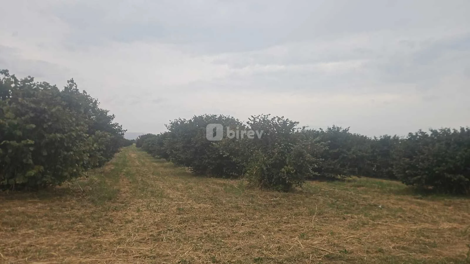 650 sot torpaq, Şəki şəhəri, Şəki rayonu — şəkil 3