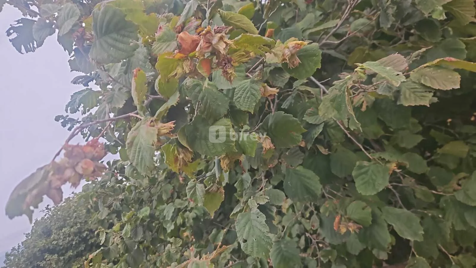 650 sot torpaq, Şəki şəhəri, Şəki rayonu — şəkil 4