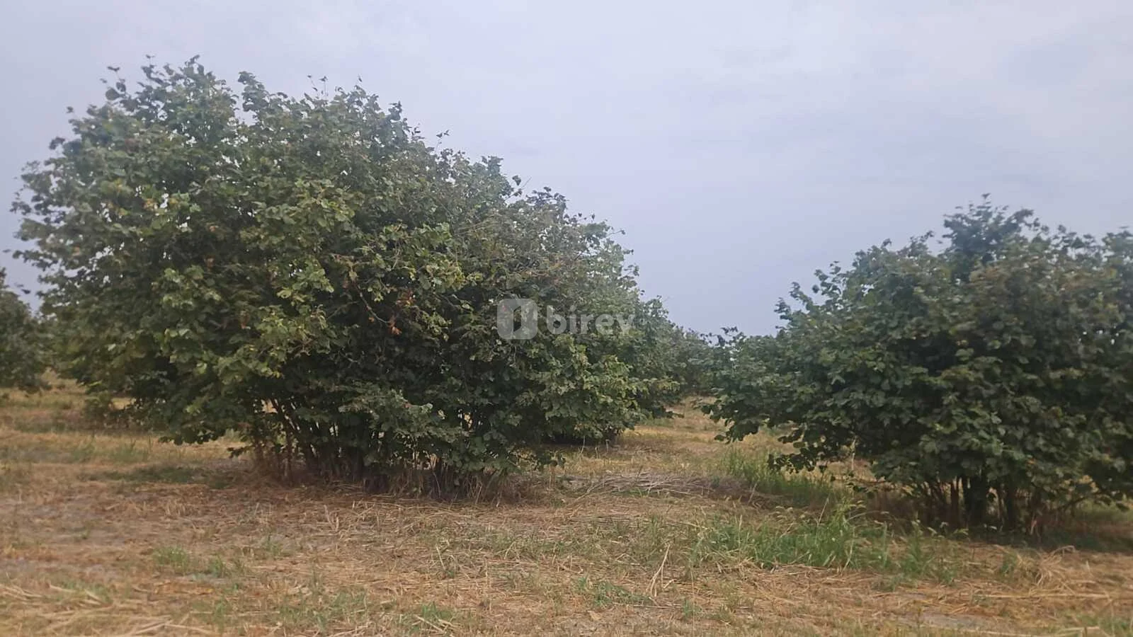650 sot torpaq, Şəki şəhəri, Şəki rayonu — şəkil 6