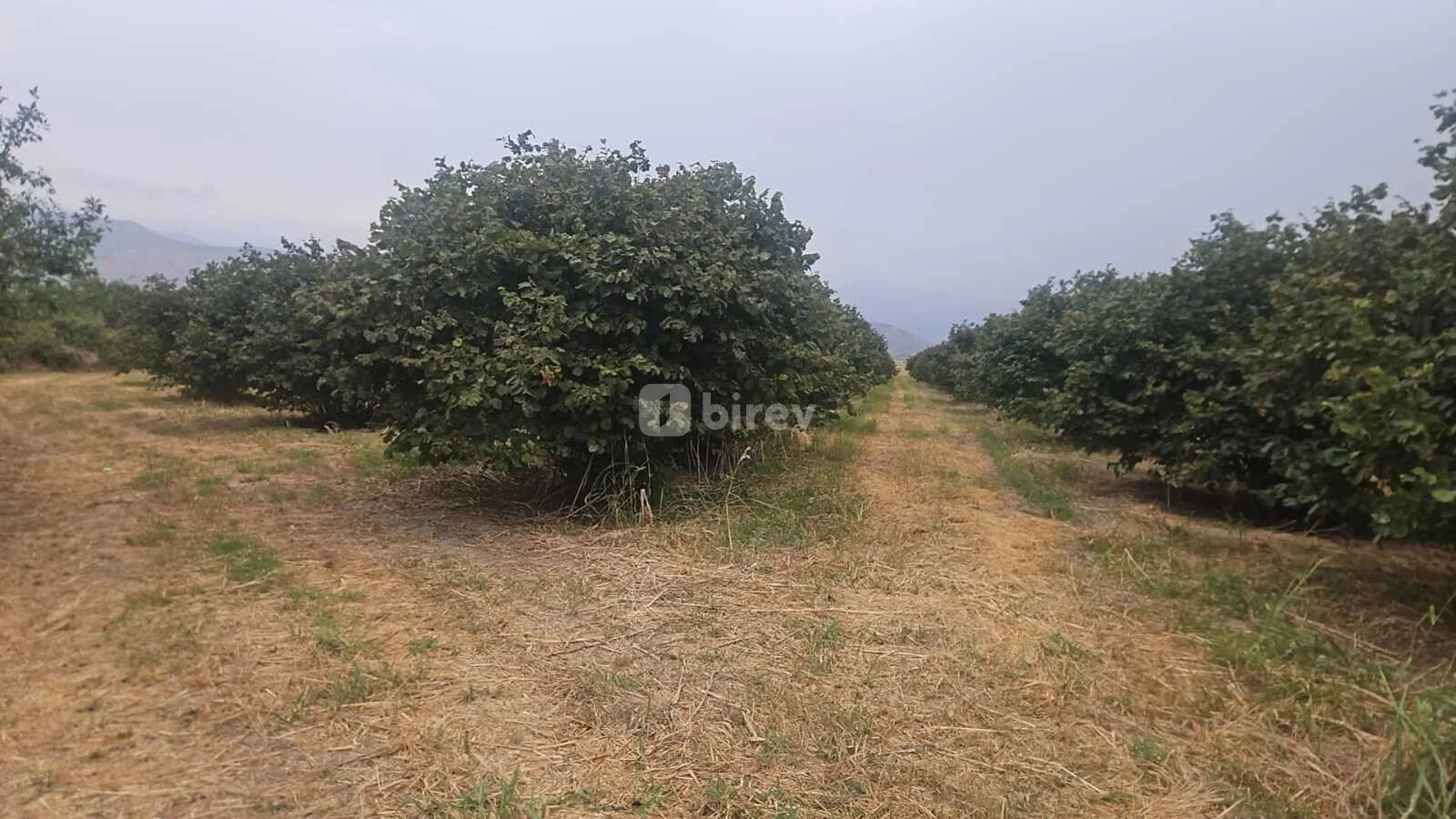 650 sot torpaq, Şəki şəhəri, Şəki rayonu — şəkil 12