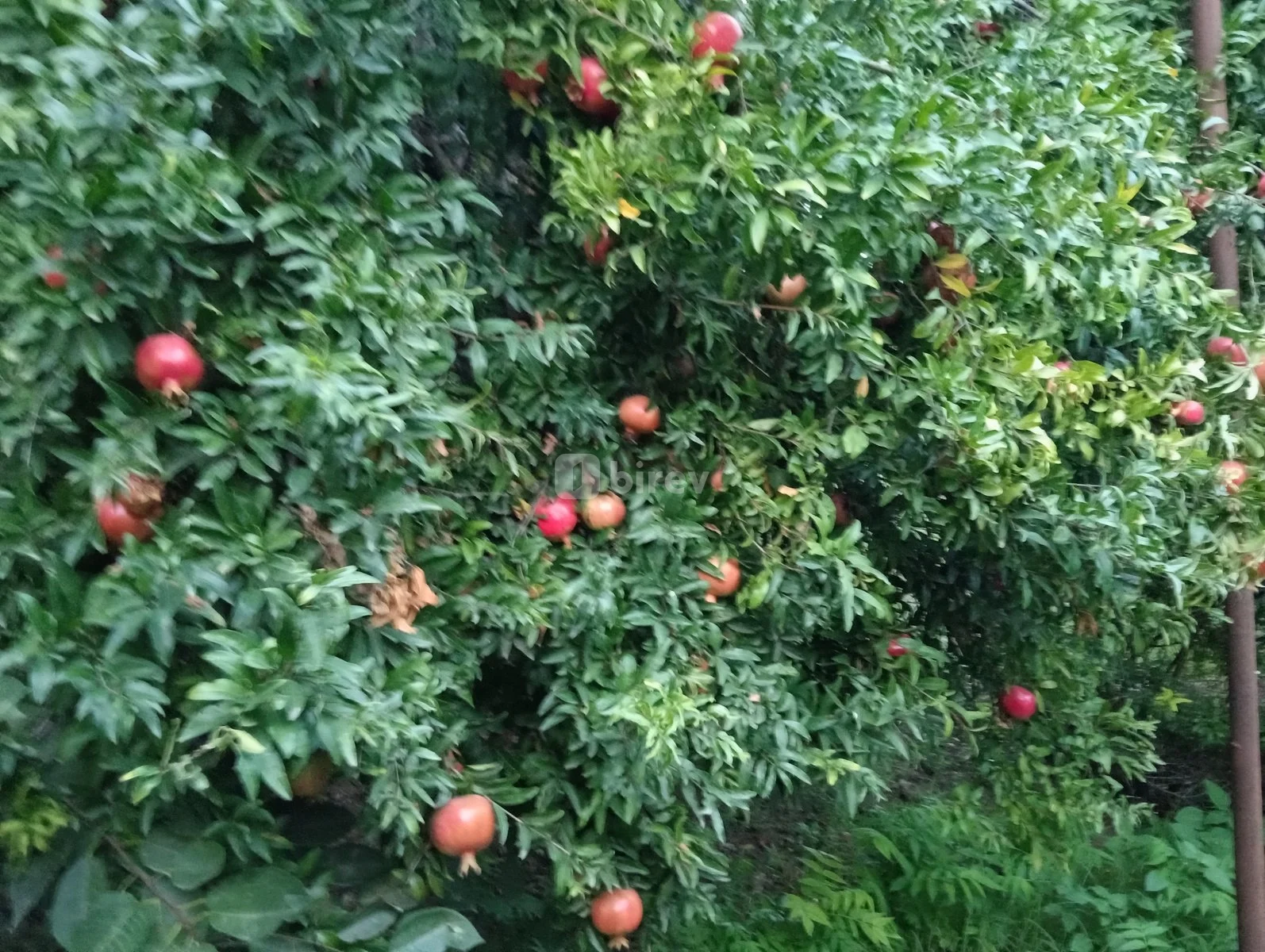 19 sot torpaq, Nizami rayonu, Çobanzadə, Bakı şəhəri — şəkil 2