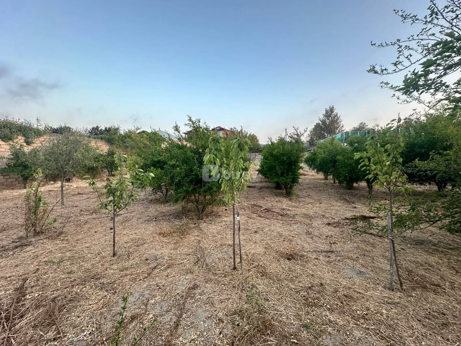 2.5 sot torpaq, Novxanı q., novxani baglari, Abşeron rayonu — şəkil 2